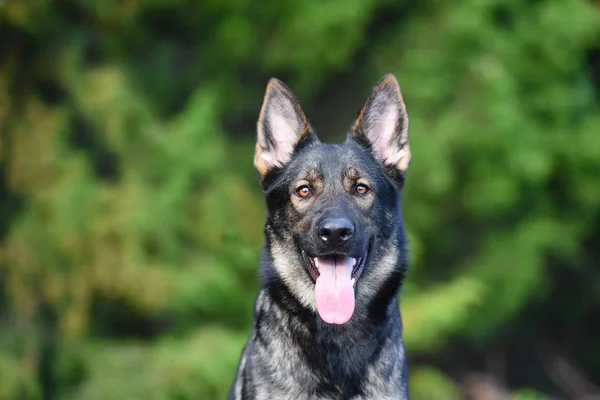 Sable Duitse Herder Close Hoofd Portret — Stockfoto