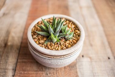 Kayalar ile bir tencerede Aloe Aristata Haworthia sulu yavaş büyüyen-etli hoş kontrast koyu yeşil yaprakları ile getiren bitki ekili