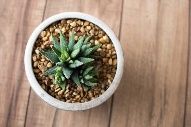 Kayalar ile bir tencerede Aloe Aristata Haworthia sulu yavaş büyüyen-etli hoş kontrast koyu yeşil yaprakları ile getiren bitki ekili