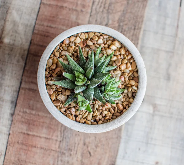 Aloe Aristata Haworthia Sukkulente Langsam Wachsende Sukkulente Die Einen Reizvollen — Stockfoto