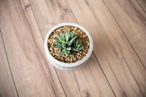 Aloe Aristata Haworthia Sukkulente Langsam Wachsende Sukkulente Die Einen Reizvollen — Stockfoto