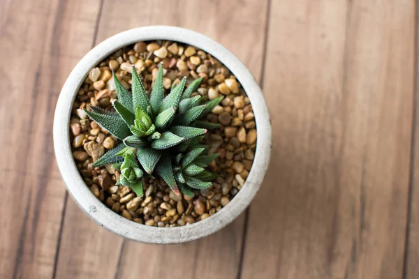 Aloe Aristata Haworthia Planta Suculenta Lento Crescimento Suculento Que Traz — Fotografia de Stock