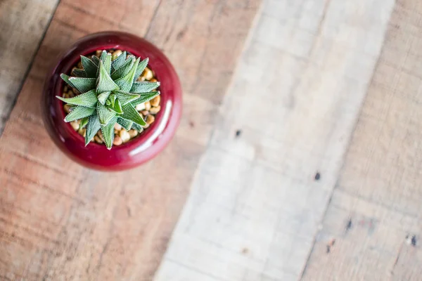 Aloe Aristata Haworthia Tumbuhan Succulent Lambat Tumbuh Lezat Yang Membawa — Stok Foto