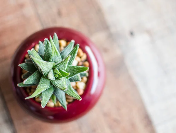 Aloe Aristata Haworthia Succulent Plant Slow Growing Succulent Brings Delightful — Stock Photo, Image