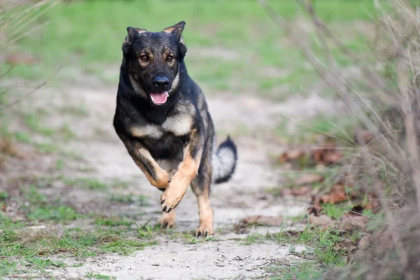 Sable German Shepherd Working Line Running Royalty Free Stock Images