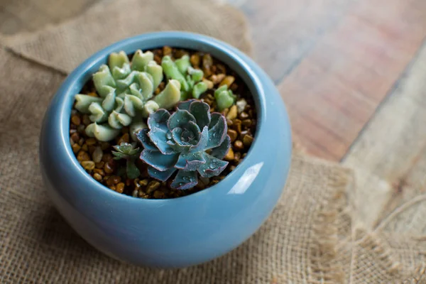 Small succulent plants in a ceramic planter. arrangement of succulents; cactus