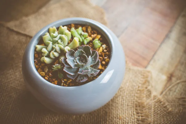 Small Succulent Plants Ceramic Planter Arrangement Succulents Cactus — Stock Photo, Image