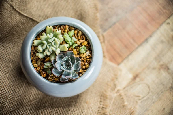 Tanaman Kecil Yang Lezat Dalam Penanaman Keramik Susunan Dari Succulents — Stok Foto