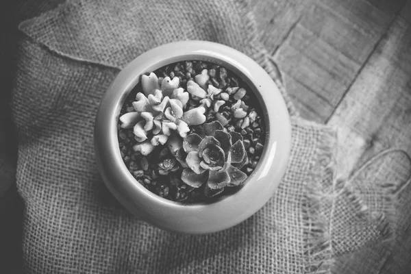 Tanaman Kecil Yang Lezat Dalam Penanaman Keramik Susunan Dari Succulents — Stok Foto