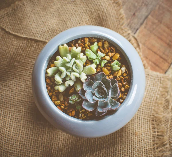 Tanaman Kecil Yang Lezat Dalam Penanaman Keramik Susunan Dari Succulents — Stok Foto