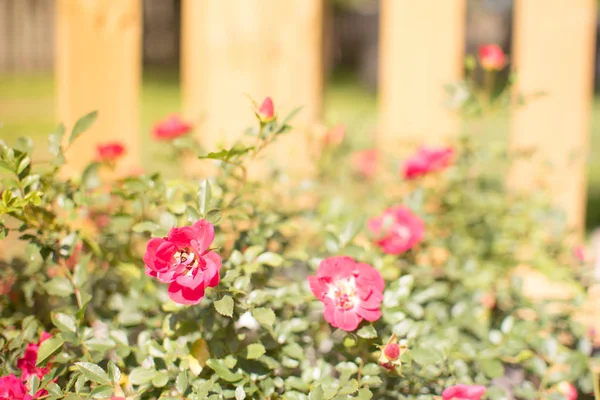 Beautiful Pink Miniature Rose Fairy Rose Large Planter Garden — Stock Photo, Image