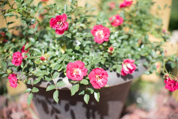 Beautiful Pink Miniature Rose Fairy Rose Large Planter Garden — Stock Photo, Image