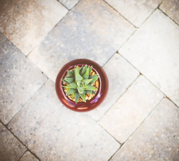 Aloe Aristata Haworthia Succulent Plant Slow Growing Succulent Brings Delightful — Stock Photo, Image