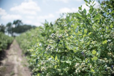 Yaban mersini, mavi gökyüzü karşı gelecek çilek Bush'larda satır alanı. Çiftlik çilek güneşli Florida ile.