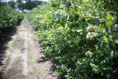 Yaban mersini, mavi gökyüzü karşı gelecek çilek Bush'larda satır alanı. Çiftlik çilek güneşli Florida ile.