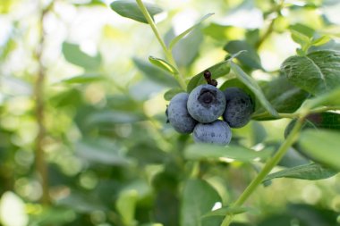 Bir blueberry alanı çiftlikte yeşil ve olgun dal üzerinde taze blueberrys