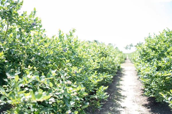 Field of blueberries, row of bushes with future berries against the blue sky. Farm with berries in sunny Florida.