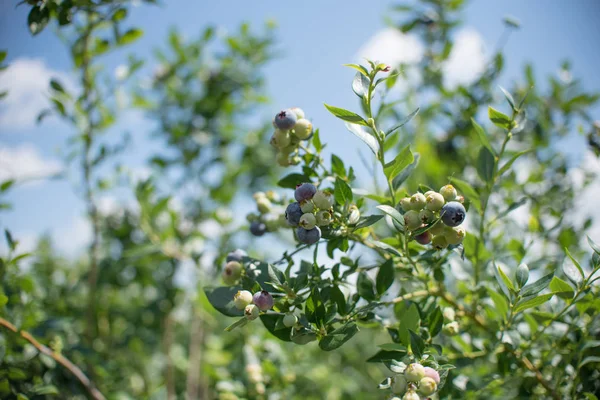 Frische Blaubeeren Zweig Auf Einem Heidelbeerfeld Bauernhof Grün Und Reif — Stockfoto