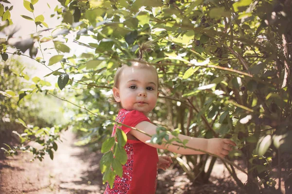 Маленькая Девочка Собирающая Поедающая Черничную Ферму Флориды — стоковое фото