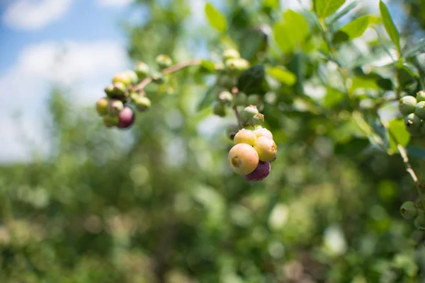 Frische Blaubeeren Zweig Auf Einem Heidelbeerfeld Bauernhof Grün Und Reif — Stockfoto