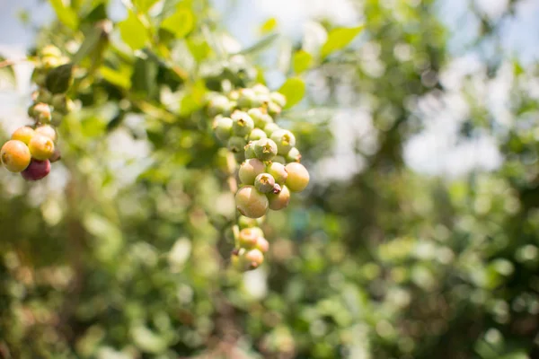 Frische Blaubeeren Zweig Auf Einem Heidelbeerfeld Bauernhof Grün Und Reif — Stockfoto