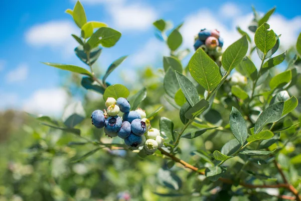 Bir blueberry alanı çiftlikte yeşil ve olgun dal üzerinde taze blueberrys