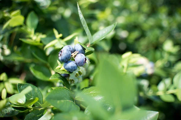 Frische Blaubeeren Zweig Auf Einem Heidelbeerfeld Bauernhof Grün Und Reif — Stockfoto