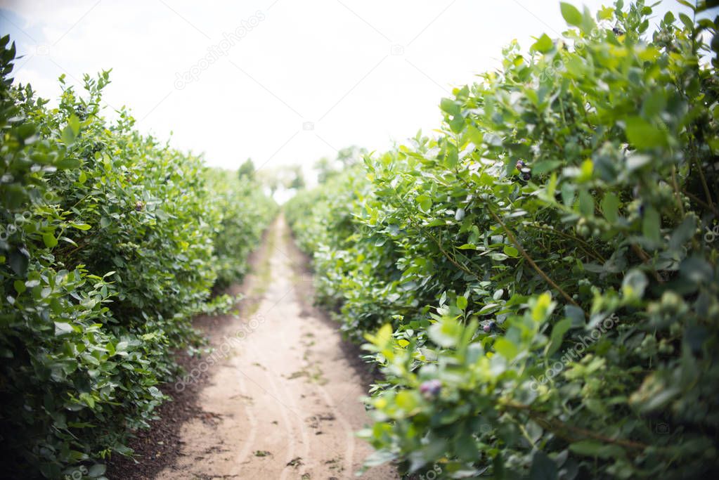 Field of blueberries, row of bushes with future berries against the blue sky. Farm with berries in sunny Florida.