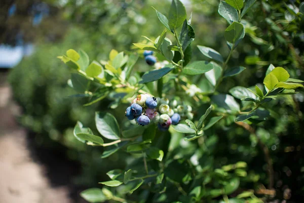 Bir Blueberry Alanı Çiftlikte Yeşil Olgun Dal Üzerinde Taze Blueberrys — Stok fotoğraf