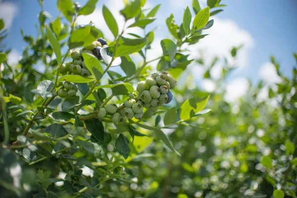 Frische Blaubeeren Zweig Auf Einem Heidelbeerfeld Bauernhof Grün Und Reif — Stockfoto