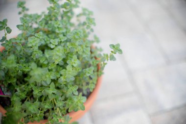 Limon kekik ot bahçe bırakır. Timus citriodorus veya limon kekik veya narenciye kekik