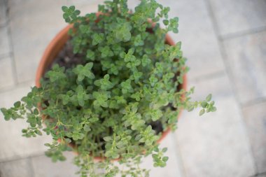 Limon kekik ot bahçe bırakır. Timus citriodorus veya limon kekik veya narenciye kekik