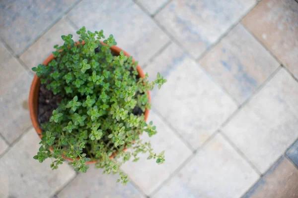 Lemon Thyme Leaves Herb Garden Thymus Citriodorus Lemon Thyme Citrus — Stock Photo, Image