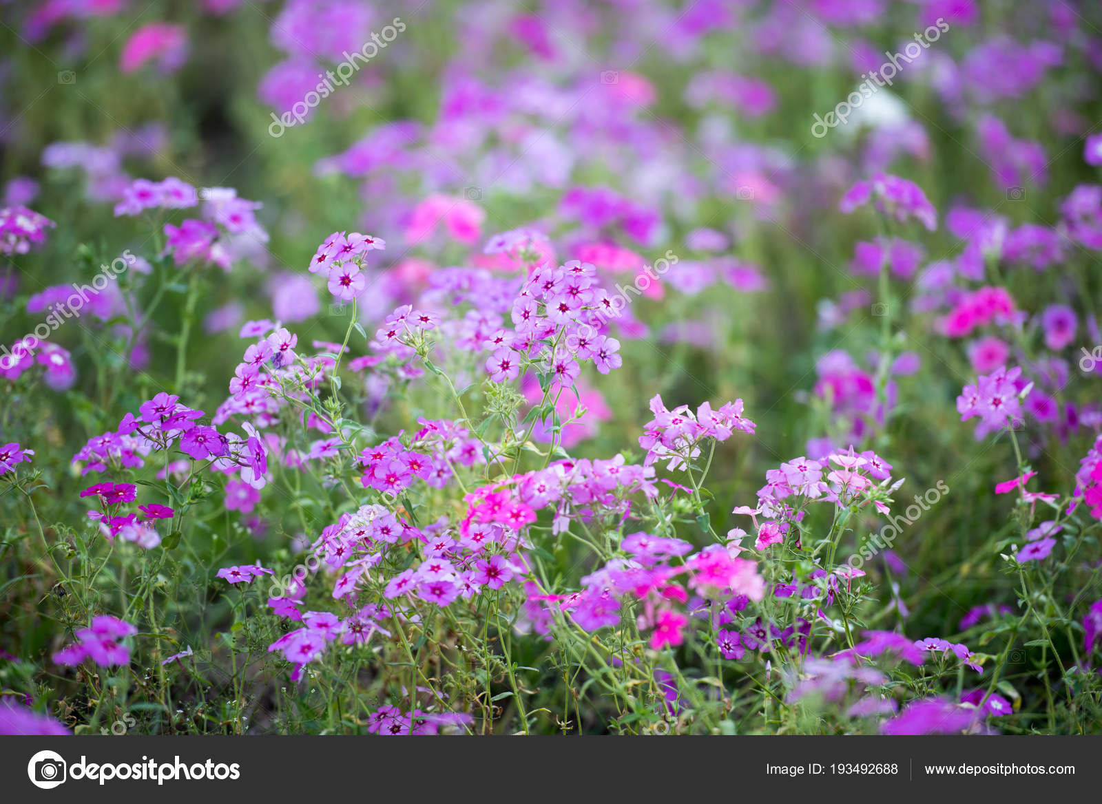 Spring Purple Wild Flower Field Filled Purple Flowers Southern Florida Stock Photo Image By C Tanyakdesign 193492688