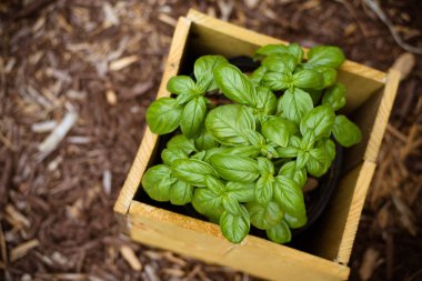 Taze fesleğen bitki Konteyner Bahçe ahşap saksı içinde