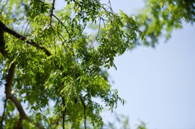 Yapraklar mavi gökyüzüne karşı ağaçta