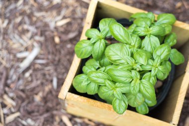 Taze fesleğen bitki Konteyner Bahçe ahşap saksı içinde
