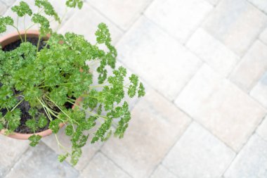 Bir konteyner bahçesinde kıvırcık maydanoz. Taş verandada ot bahçesi.