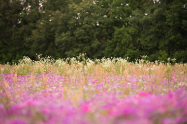Bahar mor kır çiçeği alan. Güney Florida mor çiçekler ile Nisan ayında dolu.