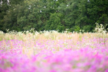 Bahar mor kır çiçeği alan. Güney Florida mor çiçekler ile Nisan ayında dolu.