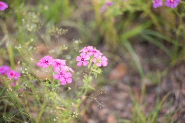Bahar mor kır çiçeği alan. Güney Florida mor çiçekler ile Nisan ayında dolu.