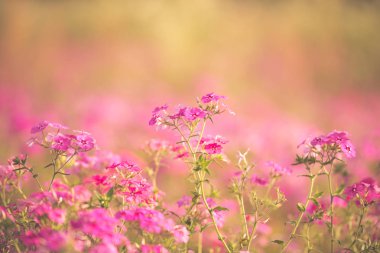 Bahar mor kır çiçeği alan. Güney Florida mor çiçekler ile Nisan ayında dolu.