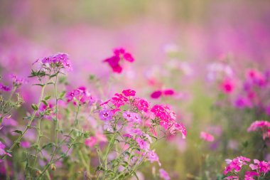 Bahar mor kır çiçeği alan. Güney Florida mor çiçekler ile Nisan ayında dolu.