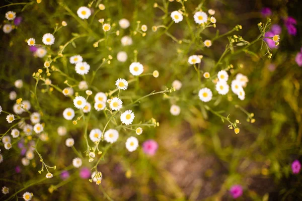 Frühling Lila Wildblumenfeld Gefüllt Mit Violetten Blüten Südflorida April — Stockfoto