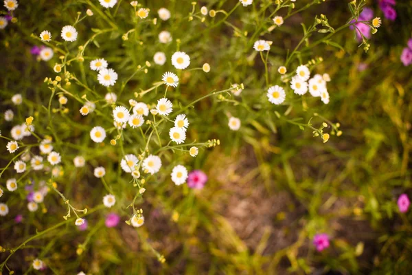 Primavera Púrpura Campo Flores Silvestres Lleno Flores Púrpuras Sur Florida —  Fotos de Stock