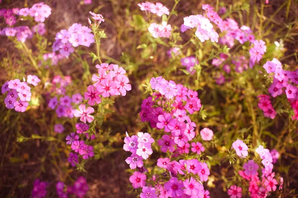Primavera Púrpura Campo Flores Silvestres Lleno Flores Púrpuras Sur Florida — Foto de Stock