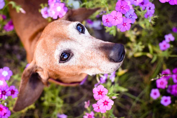 Wiener dog looking up from a filed or patch of purple flowers