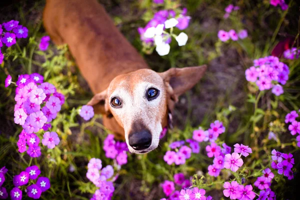 Wiener dog looking up from a filed or patch of purple flowers