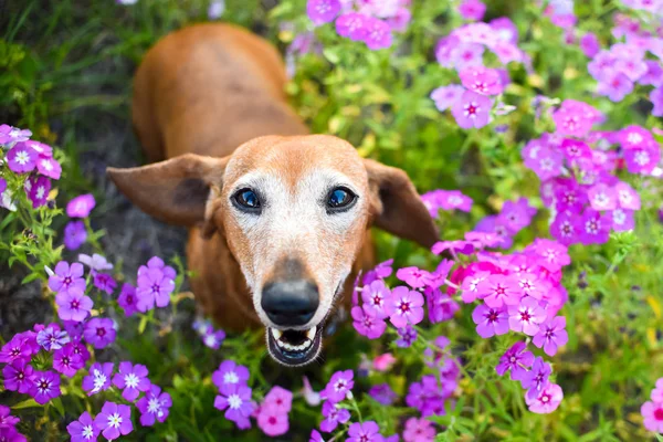 Wiener dog looking up from a filed or patch of purple flowers