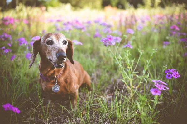 晴れた日に紫の花のパッチで座っているウインナー犬 — ストック写真